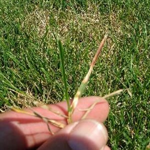 dollar spot disease on lawn